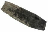 Bargain, Fossil Pygmy Sperm Whale (Kogiopsis) Tooth #90424-1